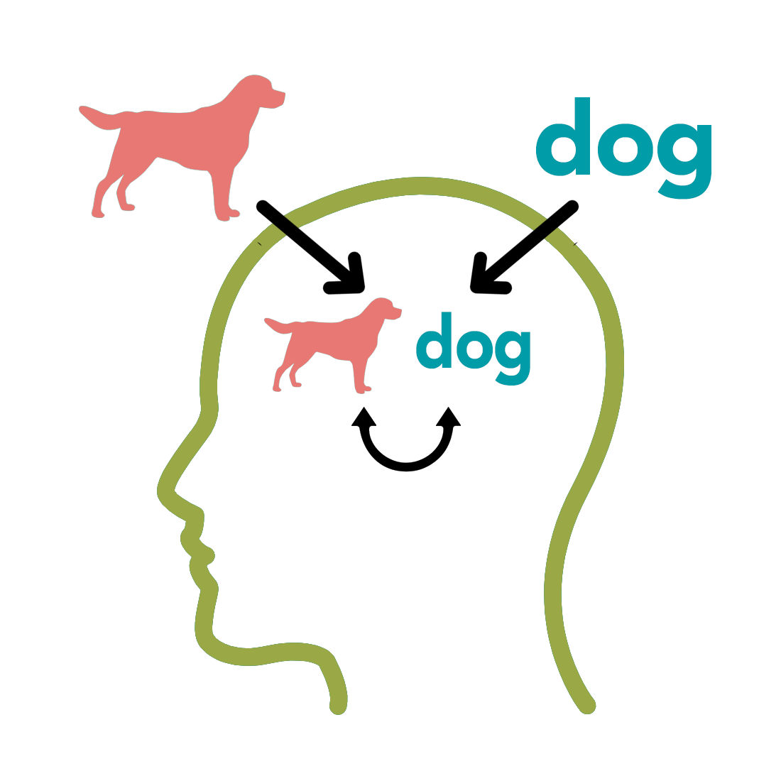 Dog-image-and-dog-text-stored-in-the brain