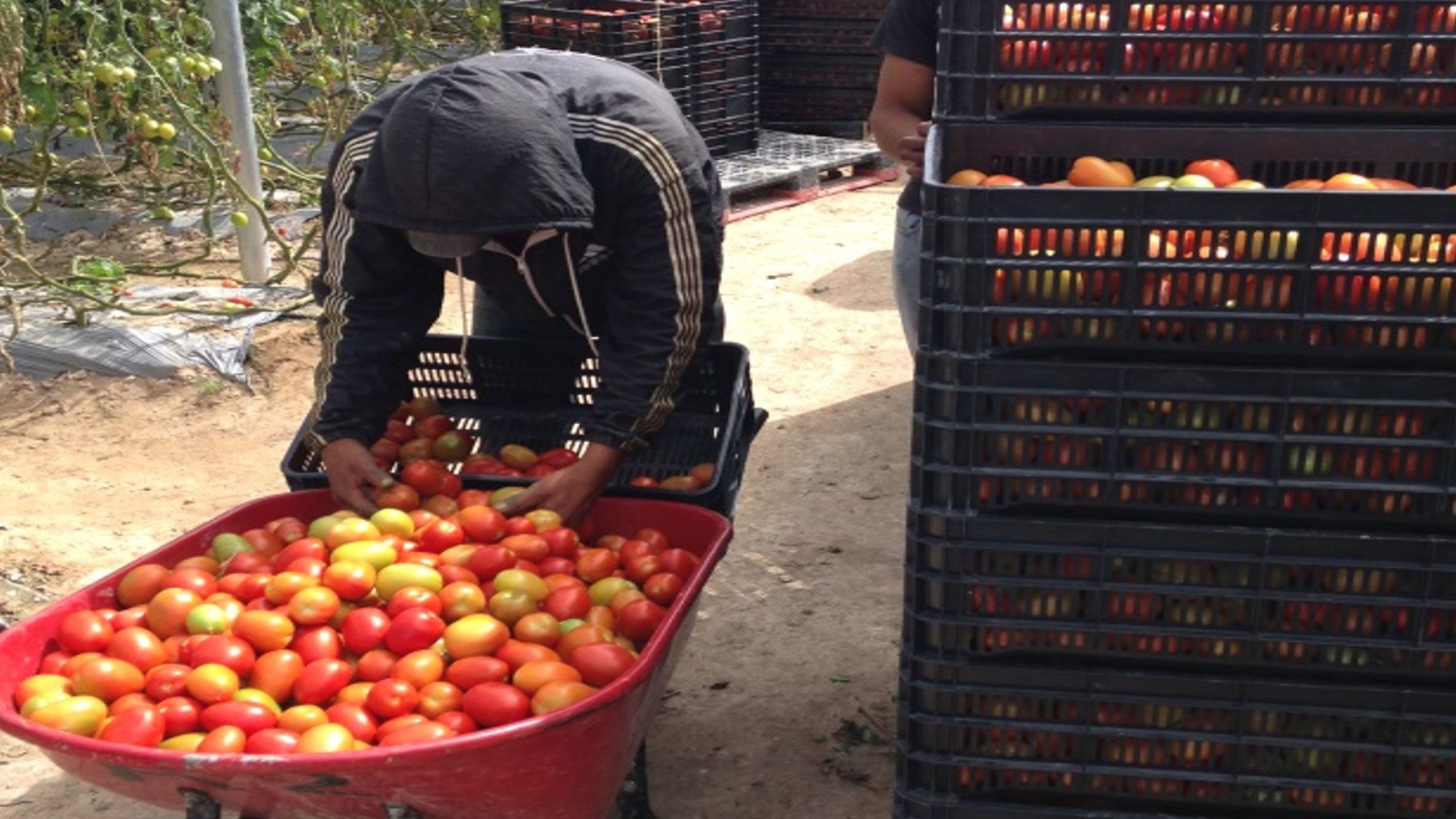 migrant workers transferring tomotoes to crates