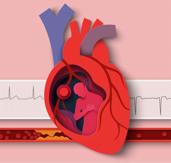 heart illustration