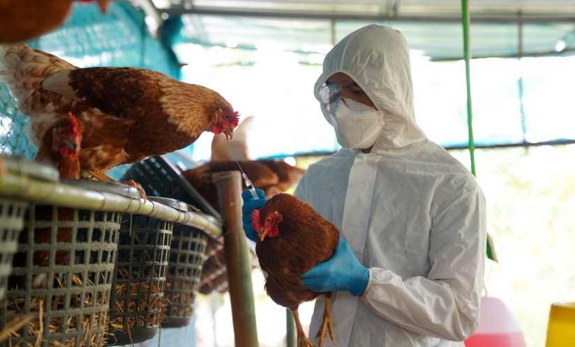 Vet in PPE handles a chicken