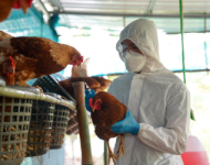 Vet in PPE handles a chicken