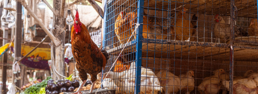 Chickens in a market