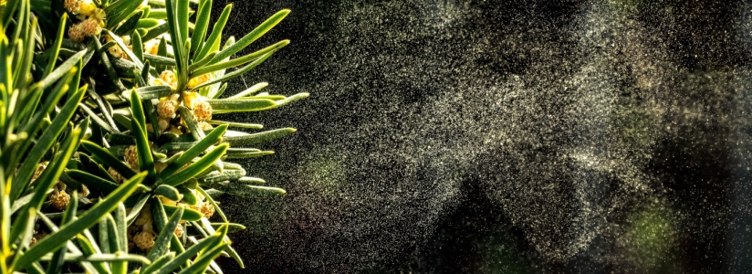 Tree Pollen