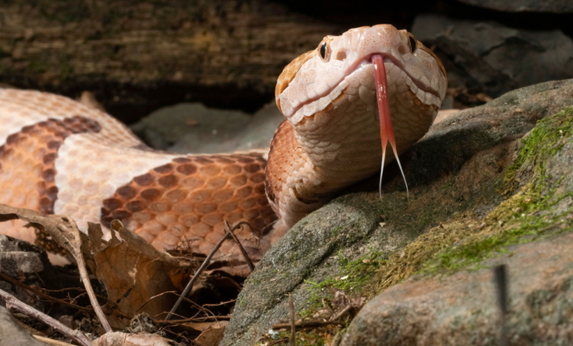 copperhead snake