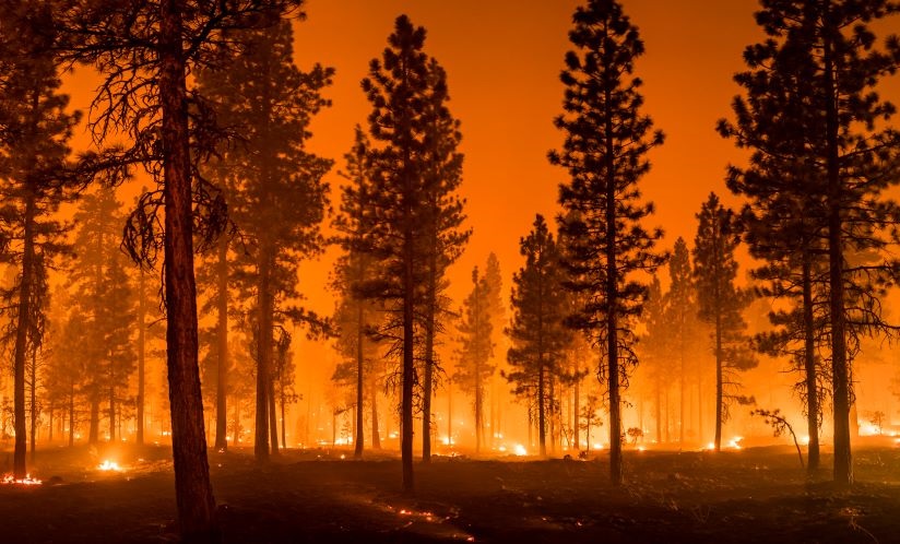 A wildfire