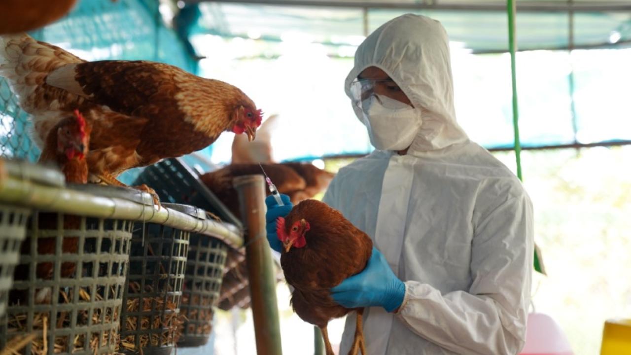 Vet in PPE handles a chicken