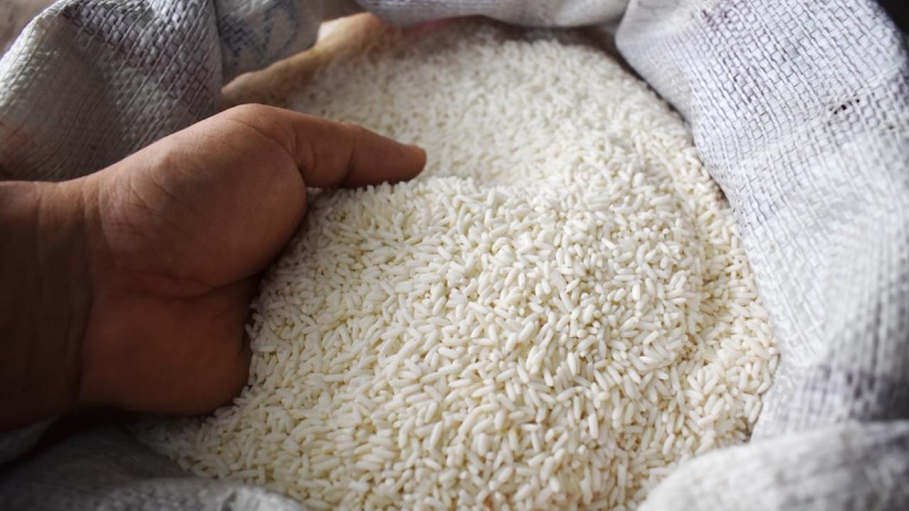hands holding rice 